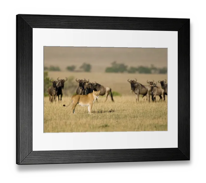Framed Print : Herd of Blue Wildebeests (Connochaetes taurinus) and a Lioness (Panthera leo) Framed Print : Herd of Blue Wildebeests (Connochaetes taurinus) and a Lioness (Panthera leo)