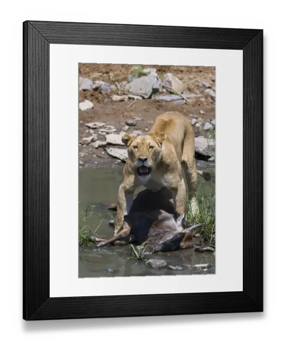 Framed Print : Lion (Panthera leo), lioness with prey