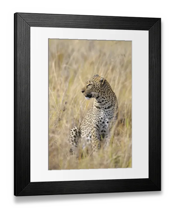 Framed Print : Leopard (Panthera pardus), Masai Mara National Reserve Framed Print : Leopard (Panthera pardus), Masai Mara National Reserve