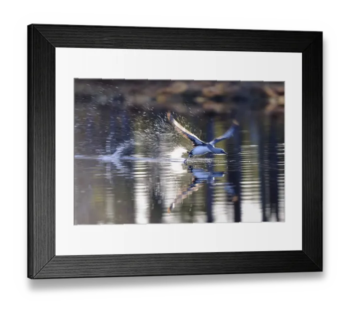 Framed Print : Red-throated Loon or Red-throated Diver (Gavia stellata)