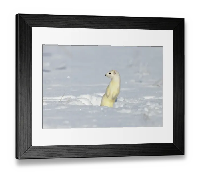 Framed Print : Stoat or Ermine (Mustela erminea) in its winter coat