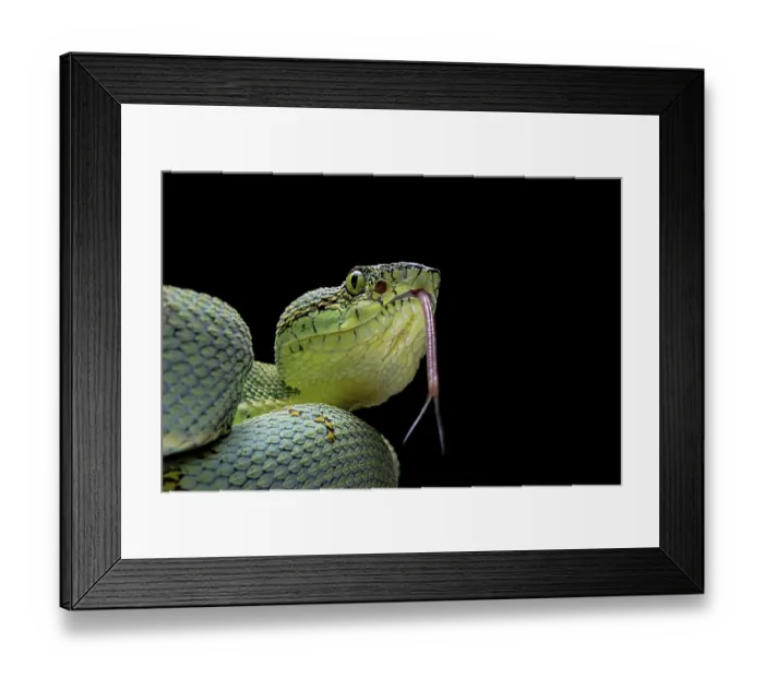 Framed Print : Forest Pit Viper (Bothriopsis bilineata) french guyana