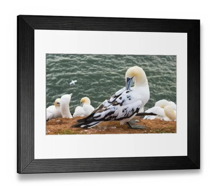 Framed Print : Northern gannet (Morus bassanus) Framed Print : Northern gannet (Morus bassanus)