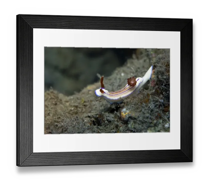 Framed Print : Magenta-striped nudibranch (Hypselodoris maridadilus) Framed Print : Magenta-striped nudibranch (Hypselodoris maridadilus)