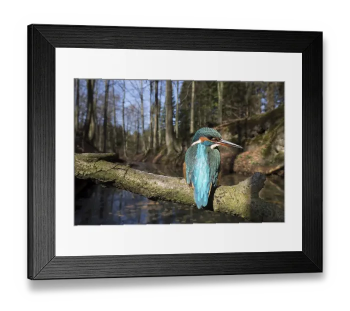 Framed Print : Common kingfisher (Alcedo atthis) Framed Print : Common kingfisher (Alcedo atthis)