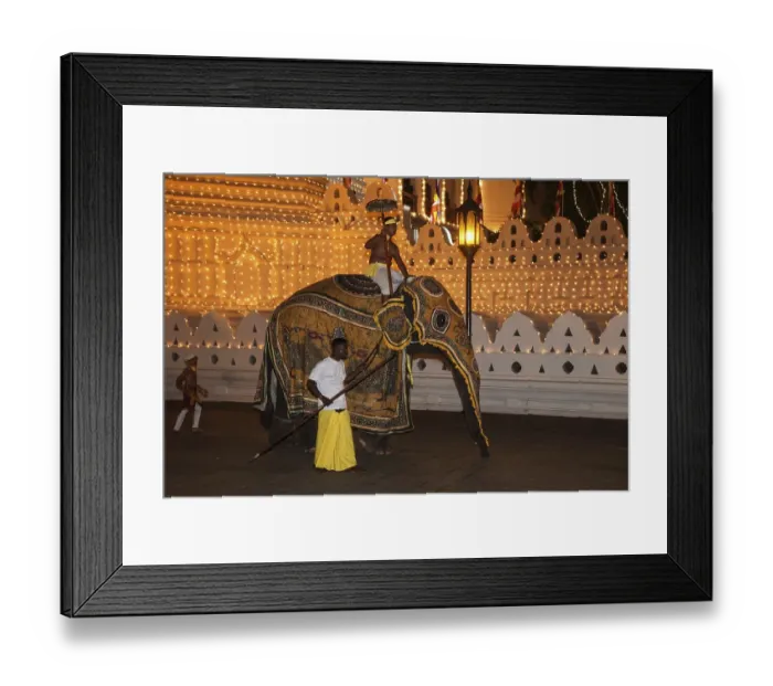 Framed Print : Decorated elephant, Buddhist festival Esala Perahera