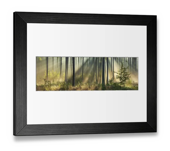 Framed Print : Panorama, Pine forest in the light of the morning sun Framed Print : Panorama, Pine forest in the light of the morning sun