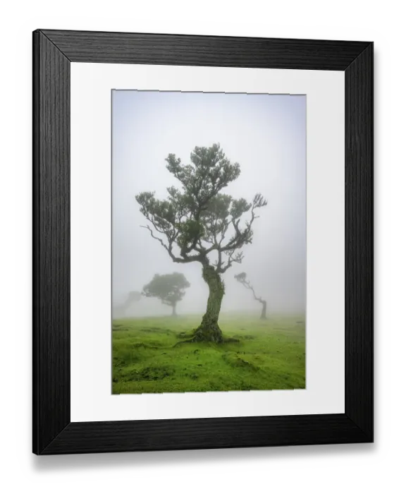 Framed Print : Stinkwood (Ocotea foetens) overgrown with moss and plants in the mist Framed Print : Stinkwood (Ocotea foetens) overgrown with moss and plants in the mist