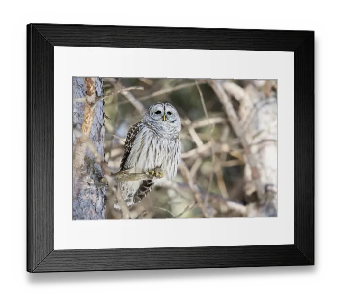 Framed Print : Barred owl (Strix varia) perched on a dead tree and watching Framed Print : Barred owl (Strix varia) perched on a dead tree and watching