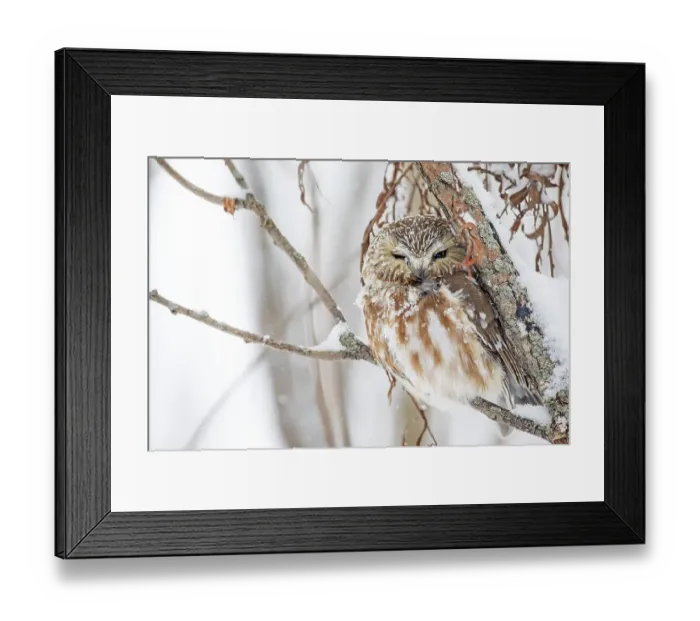 Framed Print : Northern saw-whet owl (Aegolius acadicus)