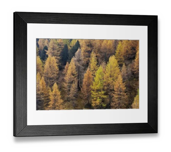 Framed Print : Larch forest European larches Framed Print : Larch forest European larches