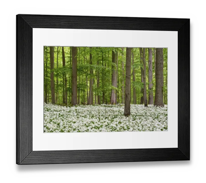 Framed Print : Deciduous forest with flowering wild garlic (Allium ursinum) Framed Print : Deciduous forest with flowering wild garlic (Allium ursinum)