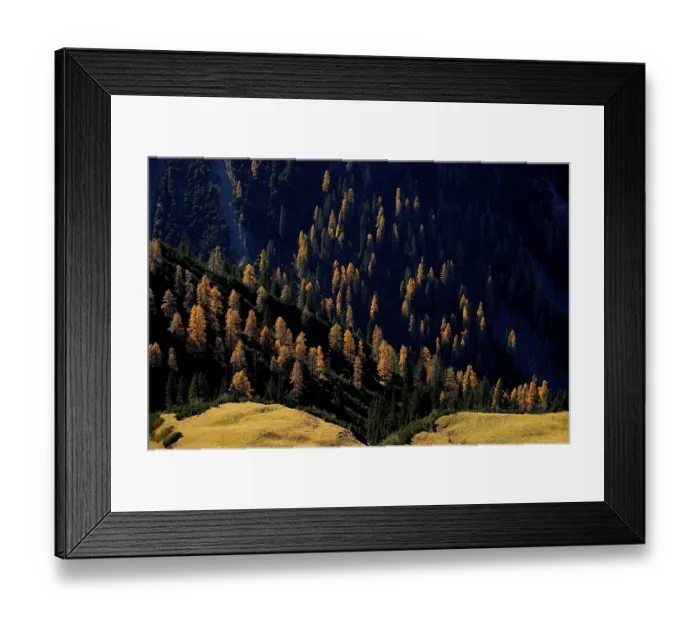 Framed Print : Mountain forest of firs with autumnal larches Framed Print : Mountain forest of firs with autumnal larches