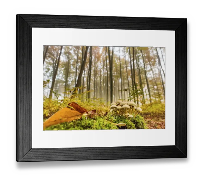 Framed Print : Mushrooms on tree stump with autumnal Beech forest (Fagus) with fog