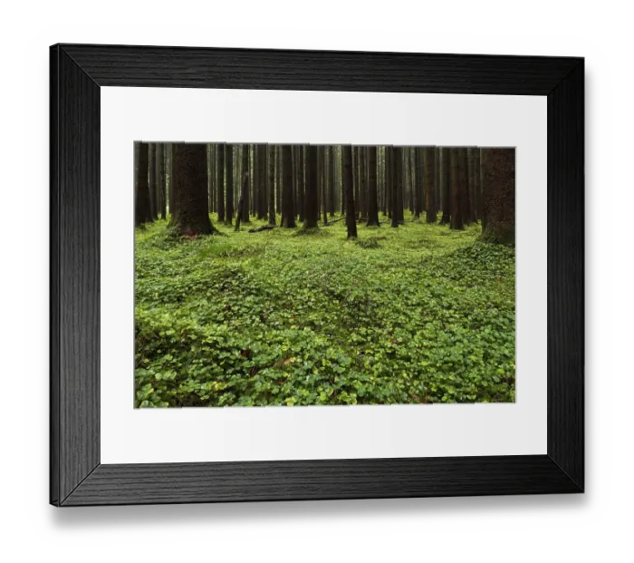 Framed Print : Clover leaves (Trifolium) on forest floor in Spruces forest (Picea) Framed Print : Clover leaves (Trifolium) on forest floor in Spruces forest (Picea)