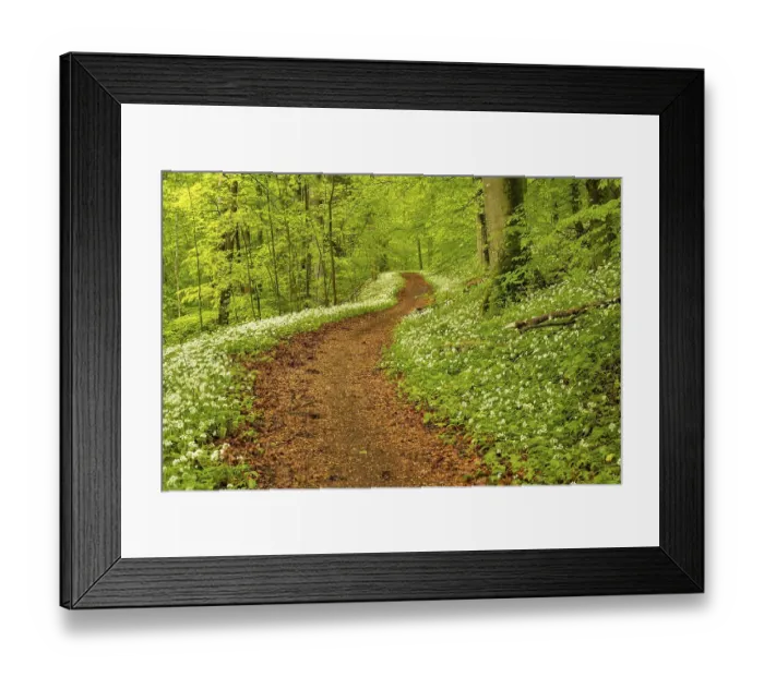 Framed Print : Hiking trail through Common beeches forest (Fagus sylvatica)
