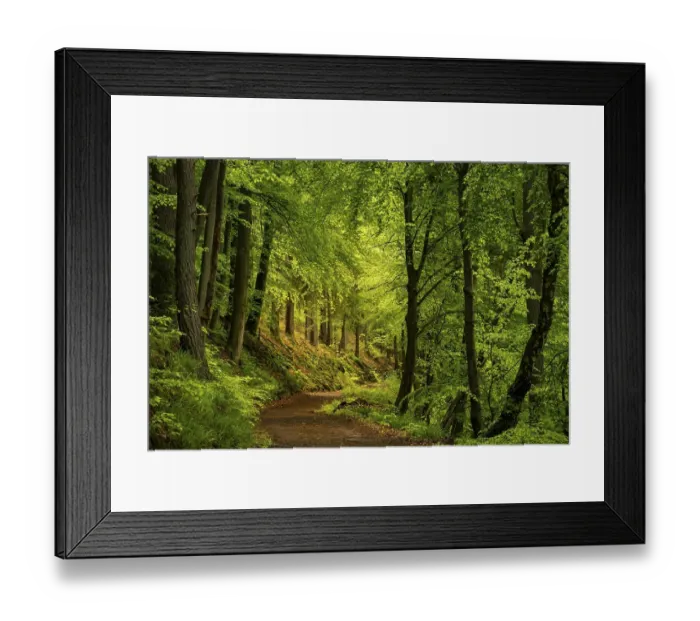 Framed Print : A forest path in a mixed forest with deciduous trees