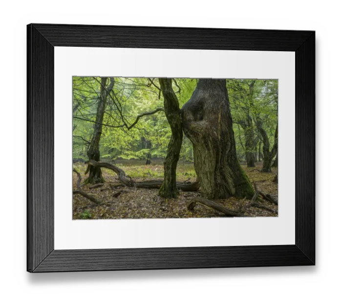 Framed Print : Tree trunks of old trees and dead wood Framed Print : Tree trunks of old trees and dead wood