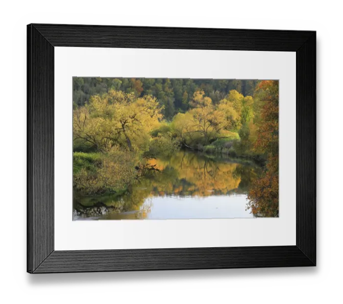 Framed Print : Willows (Salix), autumn colouring Framed Print : Willows (Salix), autumn colouring