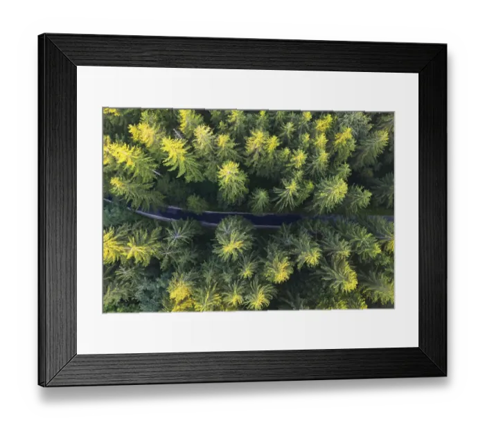 Framed Print : Road through spruce forest from above