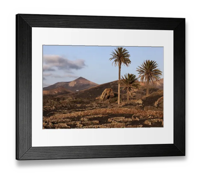 Framed Print : Typical vineyards in dry cultivation in volcanic ash