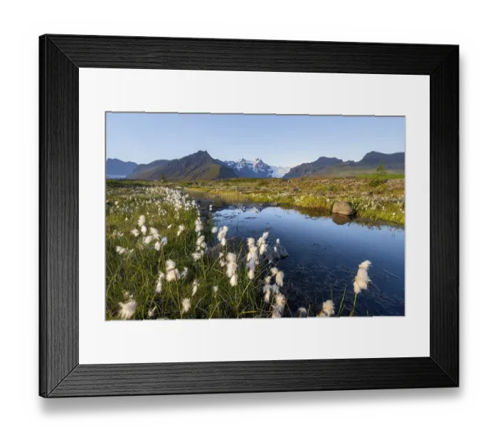Framed Print : Reflection in a river with cotton grass