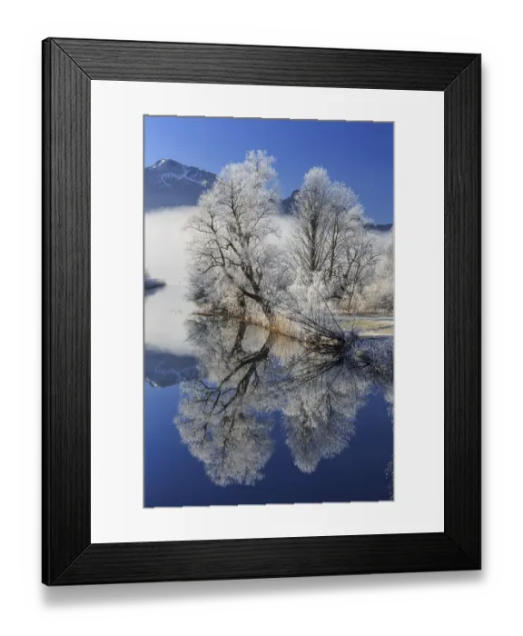 Framed Print : Trees with hoarfrost reflected in river in front of mountains