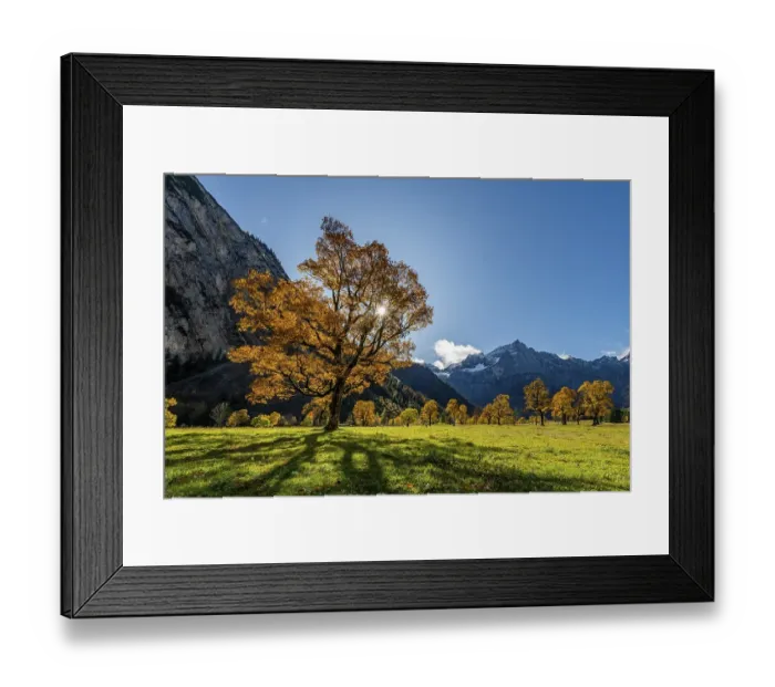Framed Print : Autumnal Maple (Acer) in backlight with mountains in the background