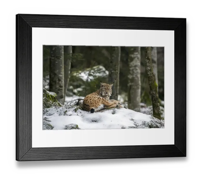 Framed Print : Eurasian lynx (Lynx lynx) lying on rock in the snow in winter Framed Print : Eurasian lynx (Lynx lynx) lying on rock in the snow in winter