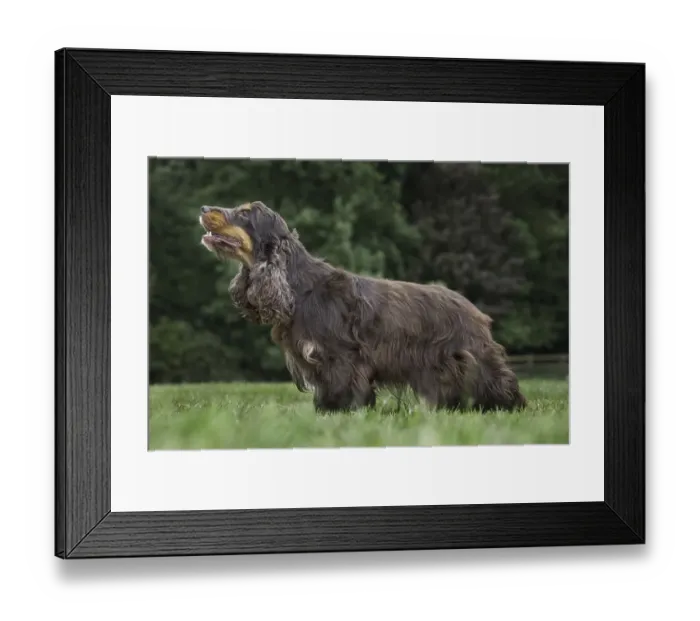 Framed Print : English Cocker Spaniel (Canis lupus familiaris) in garden
