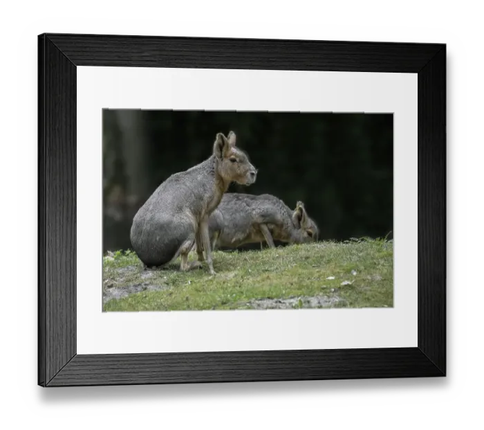 Framed Print : Two Patagonian maras (Dolichotis patagonum)