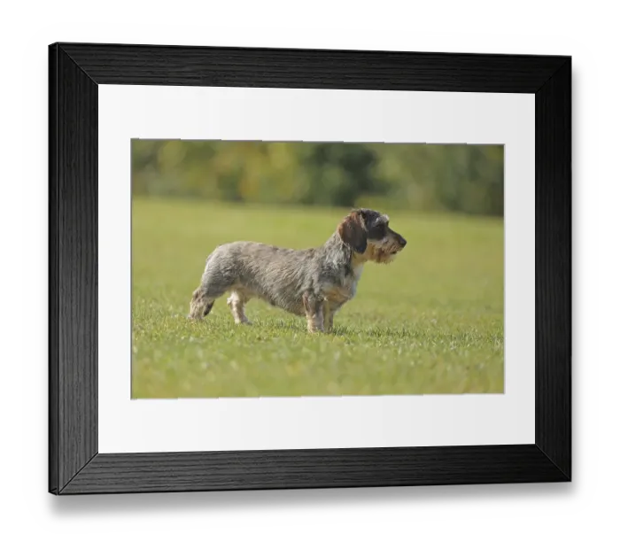 Framed Print : Rough-haired dachshund, hunting dog