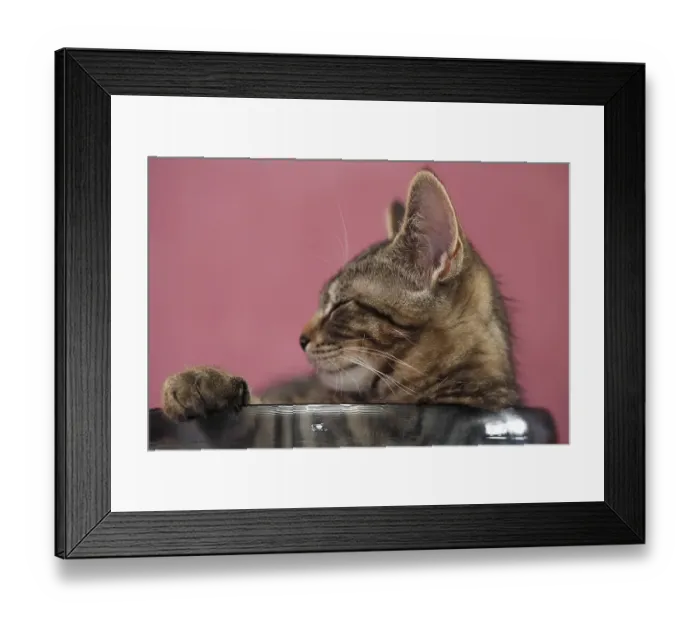 Framed Print : Young domestic cat (Felis catus) Framed Print : Young domestic cat (Felis catus)