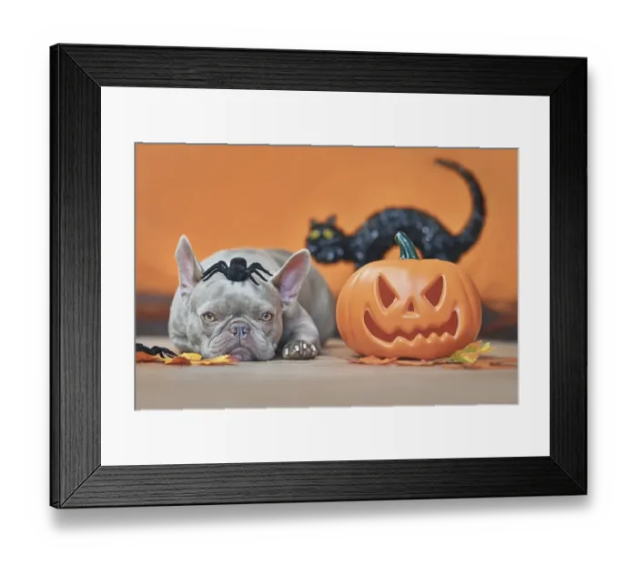 Framed Print : Halloween French Bulldog dog with carved pumpkin
