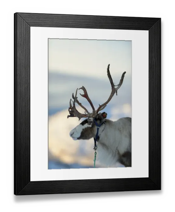 Framed Print : Reindeer (Rangifer tarandus), portrait Framed Print : Reindeer (Rangifer tarandus), portrait