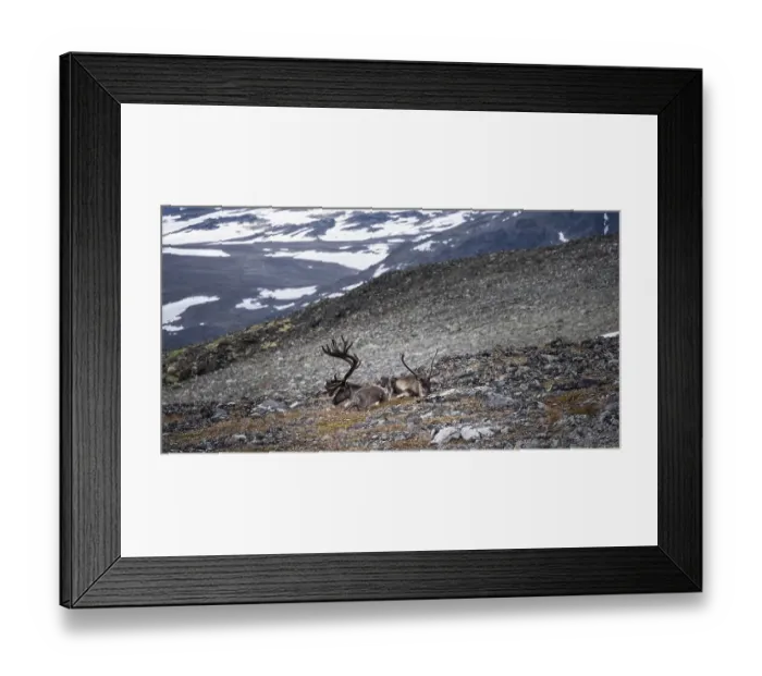 Framed Print : Reindeer (Rangifer tarandus) on the mountainside of Veslfjellet