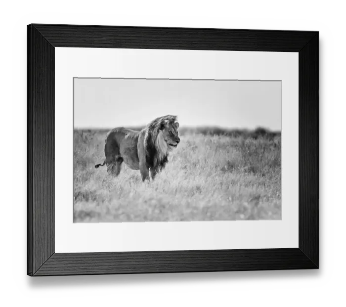 Framed Print : Lion (Panthera leo), male standing in grassland Framed Print : Lion (Panthera leo), male standing in grassland