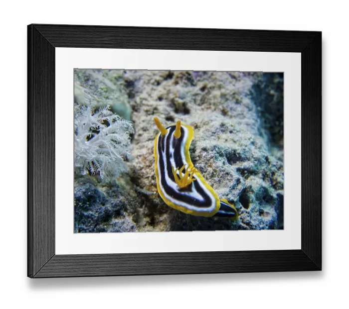 Framed Print : Pyjama Sea Slug (Chromodoris quadricolor)