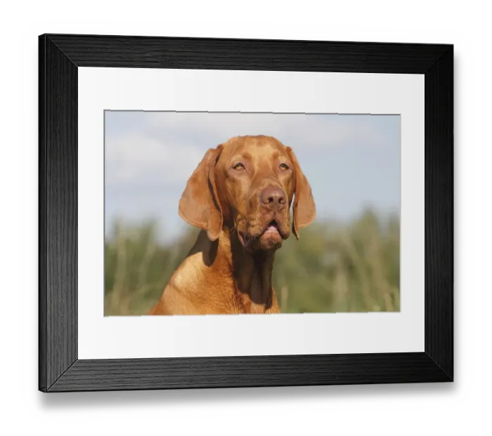 Framed Print : Male Magyar Vizsla dog, 16 months