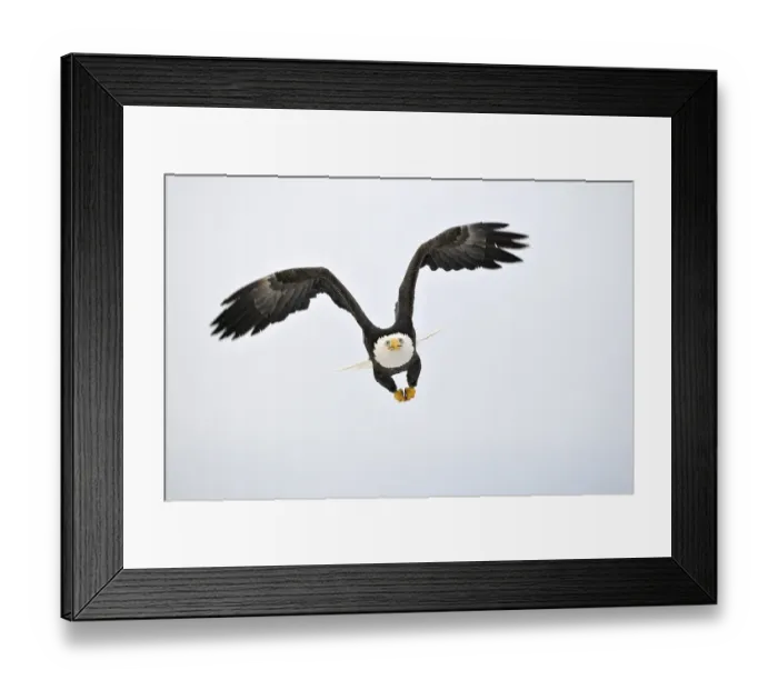 Framed Print : Bald Eagle (Haliaeetus leucocephalus) in flight