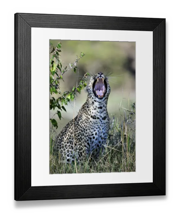 Framed Print : Leopard (Panthera pardus) yawning Framed Print : Leopard (Panthera pardus) yawning