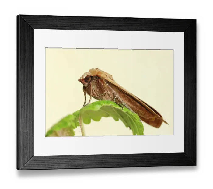 Framed Print : Large Yellow Underwing Moth (Noctua pronuba)
