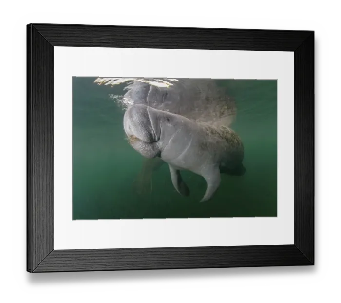 Framed Print : West Indian Manatee (Trichechus manatus)