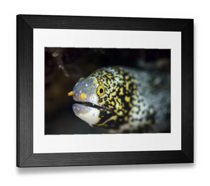 Framed Print : Snowflake moray (Echidna nebulosa) Framed Print : Snowflake moray (Echidna nebulosa)