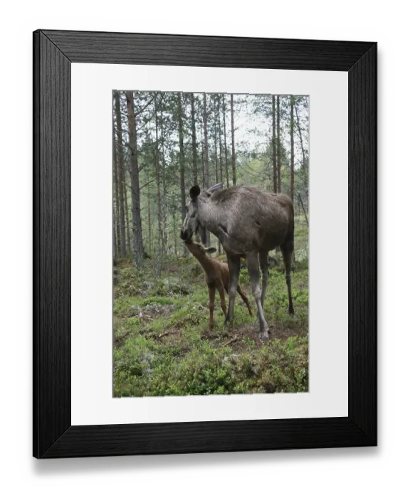 Framed Print : Cow elk with calf (alces alces) Framed Print : Cow elk with calf (alces alces)