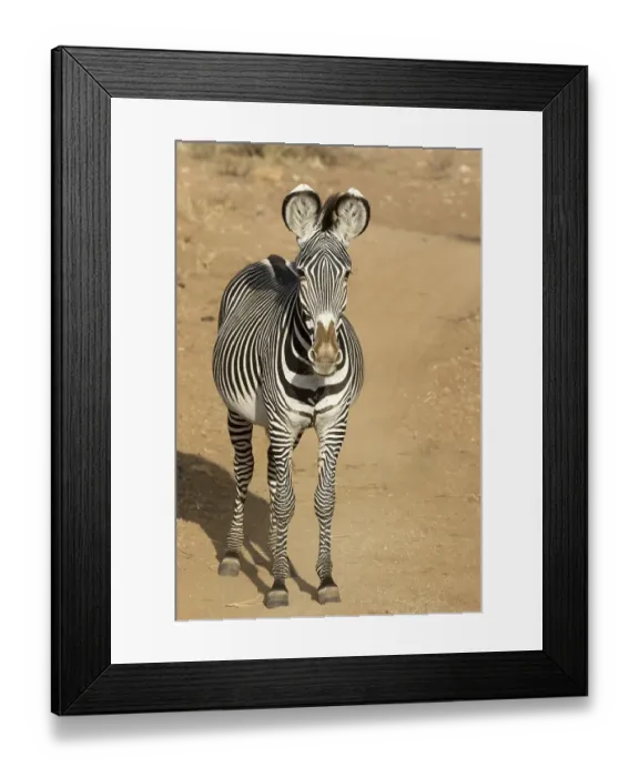 Framed Print : Grevy's Zebra (Equus grevyi), adult Framed Print : Grevy's Zebra (Equus grevyi), adult