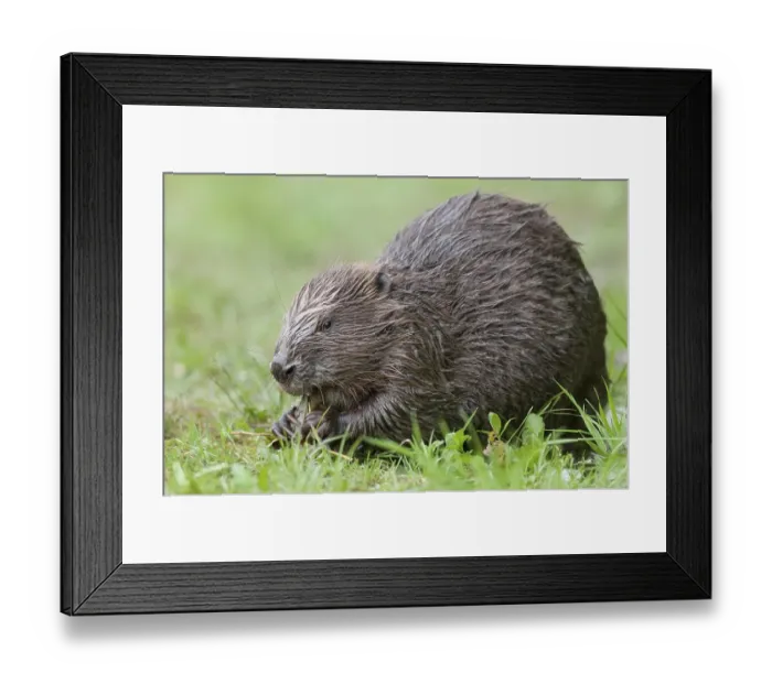 Framed Print : European beaver (Castor fiber) eats a willow branch Framed Print : European beaver (Castor fiber) eats a willow branch