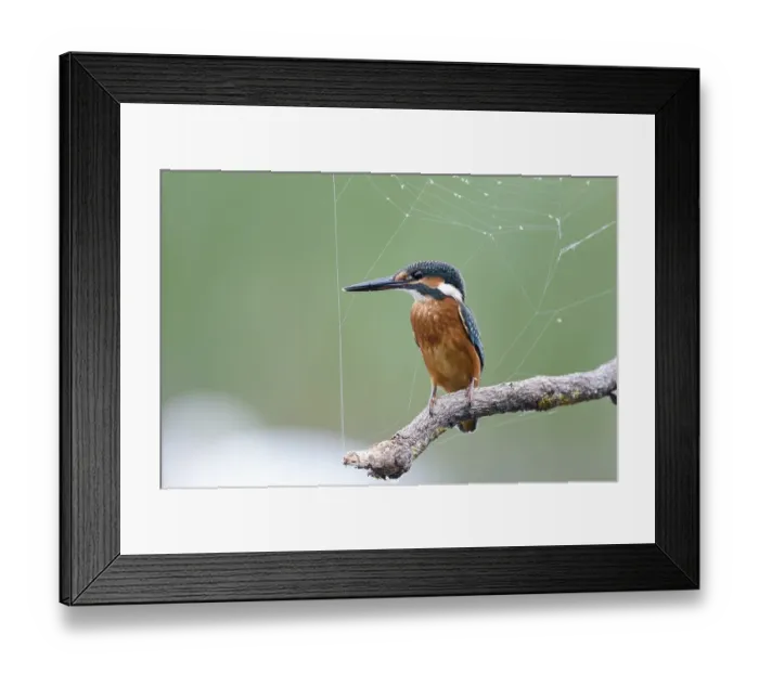 Framed Print : Common kingfisher (Alcedo atthis) on a raised hide with spider web
