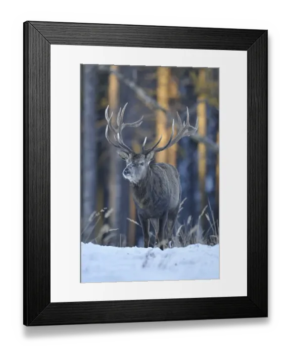 Framed Print : Red deer (Cervus elaphus), stag Framed Print : Red deer (Cervus elaphus), stag