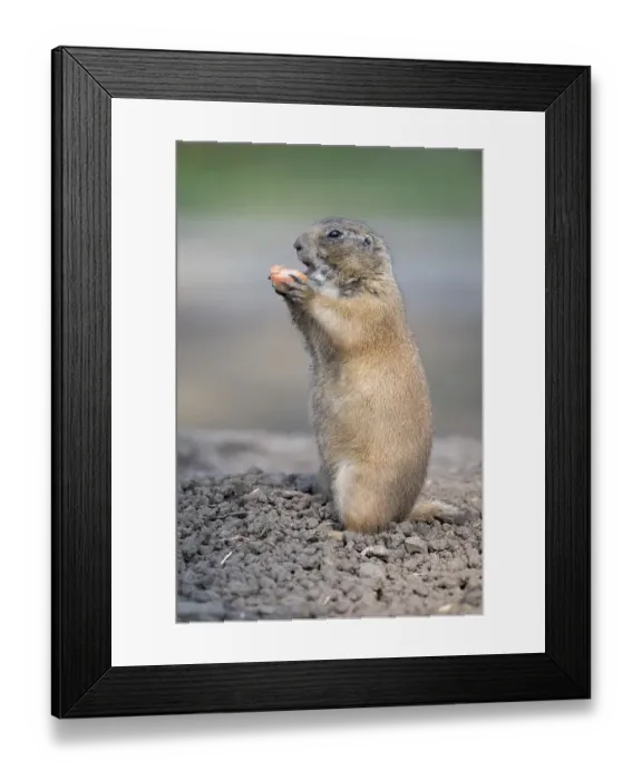 Framed Print : Black-tailed Prairie Dog (Cynomys ludovicianus)